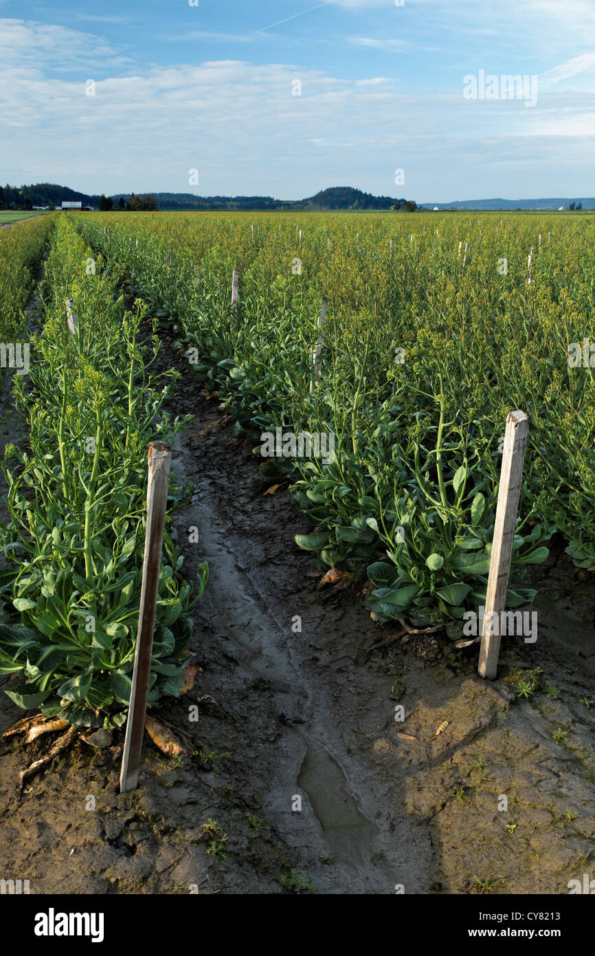 Mustard Rows Blooming mustard field hi-res stock photography and images - Alamy