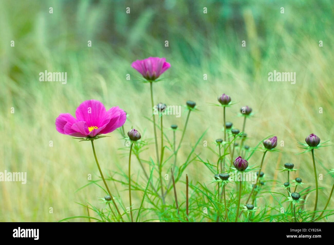 Green field background with purple flowers Stock Photo - Alamy