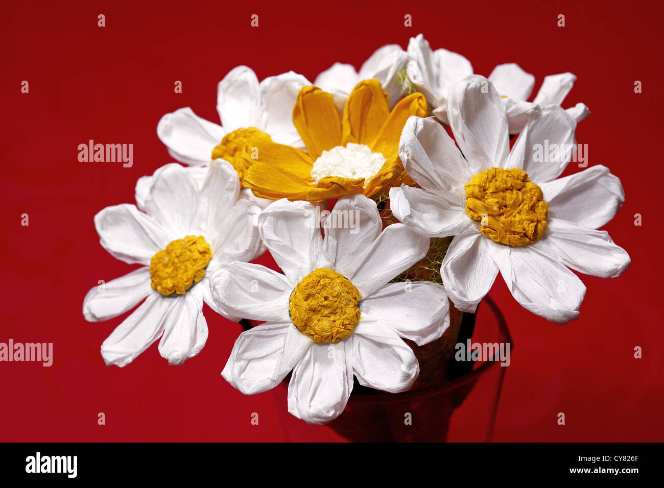 Bouquet of white and orange crepe daisies on a red background Stock Photo