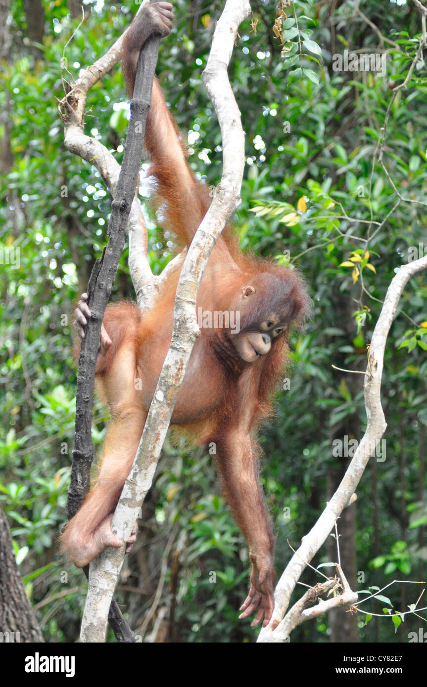 Young Orangutan Orang utan Pongo pygmaeus at Sepilok Rehabilitation Centre Borneo Malaysia Stock Photo