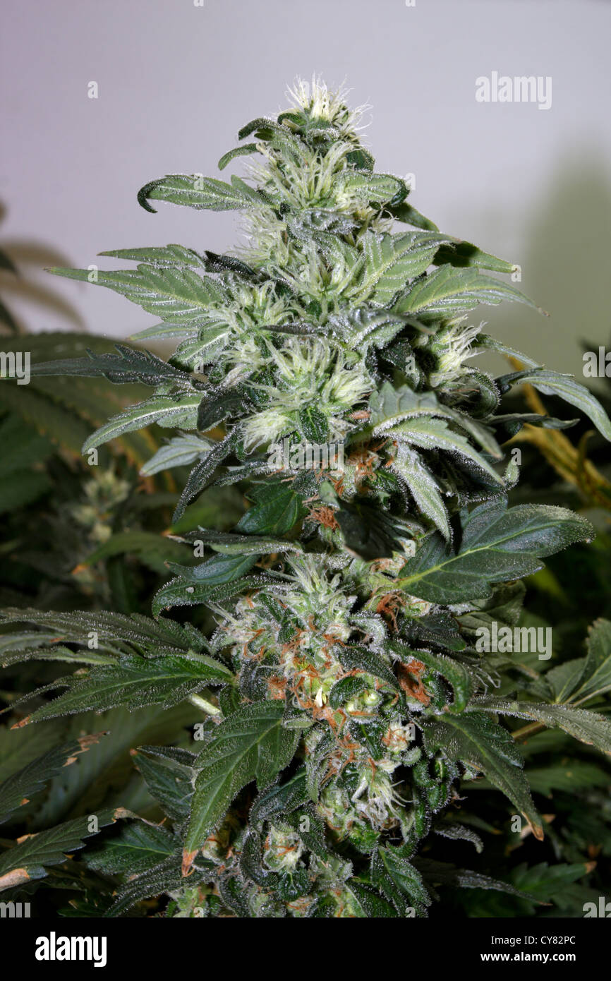 Marijuana bud. Stock Photo