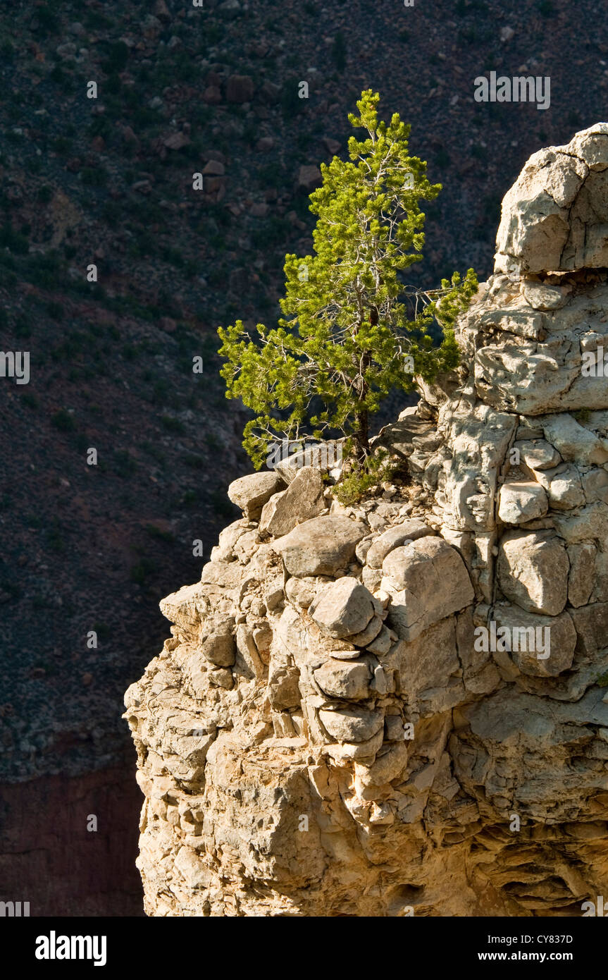 Tree growing out of rock hires stock photography and images Alamy