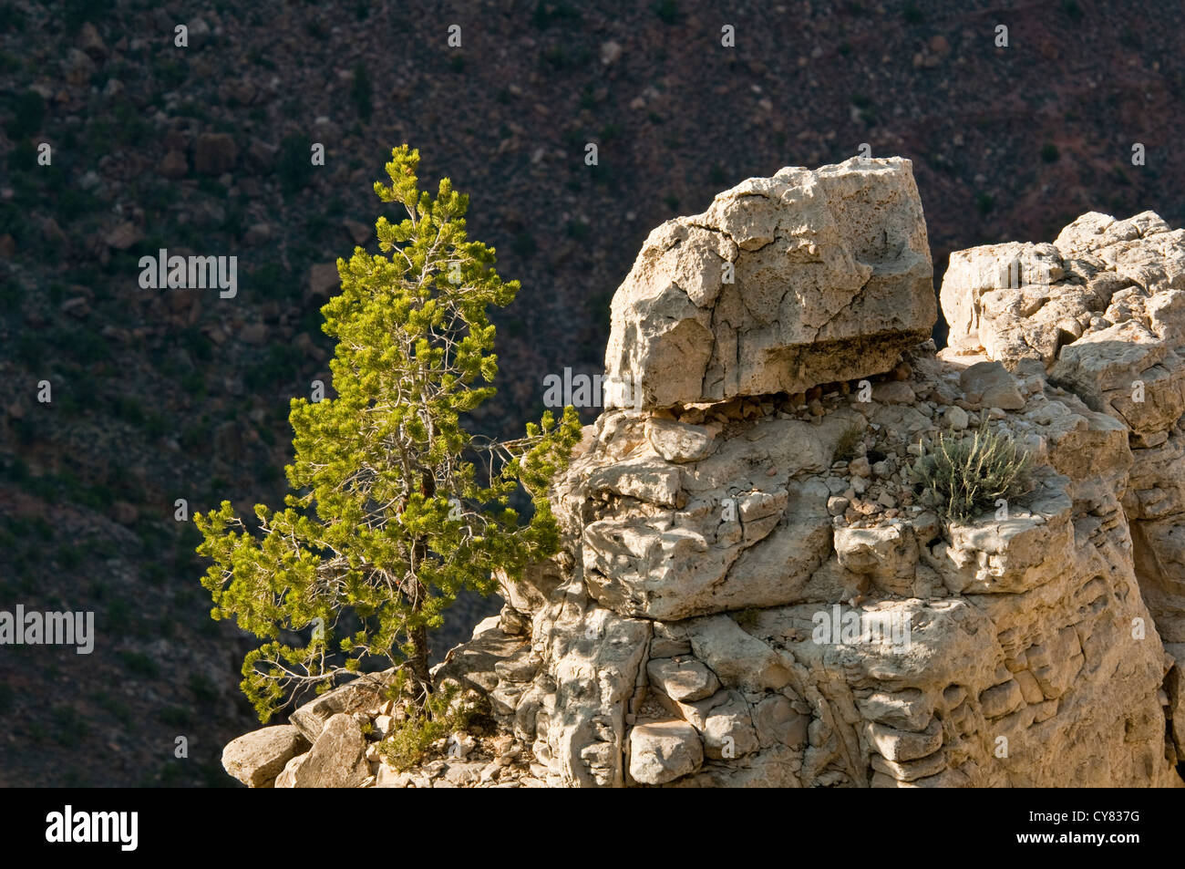 Lone single tree growing out of rock on the South Rim, Grand Canyon