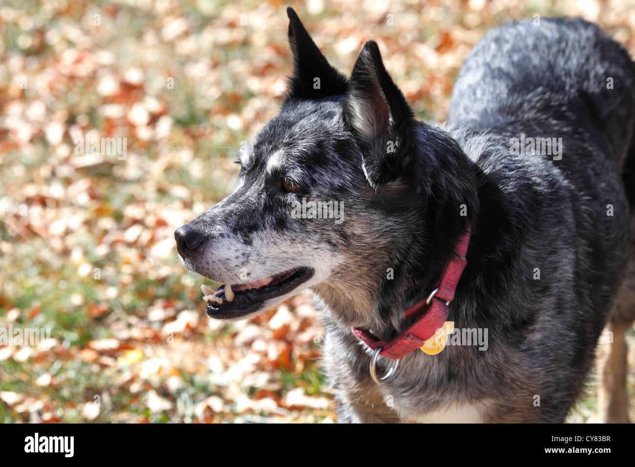 Australian shepherd / blue heeler dog Stock Photo Alamy
