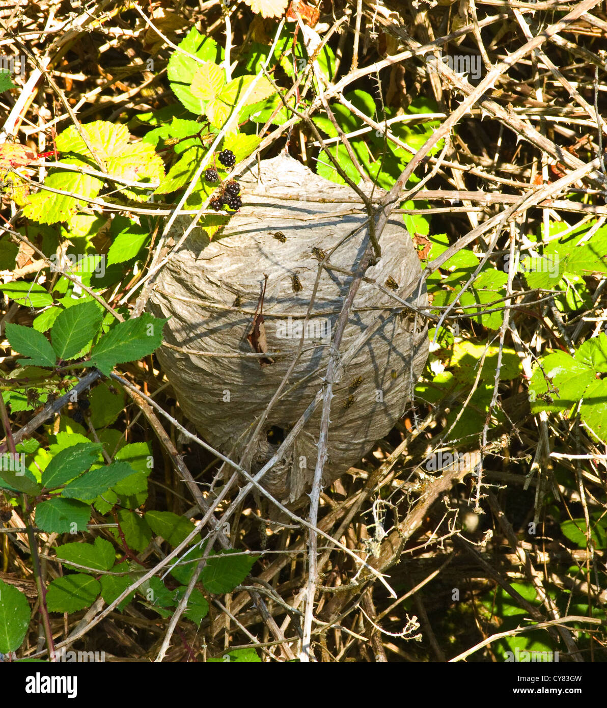 Wasp /Yellow jacket hive in blackberry/Bramble bush Stock Photo Alamy
