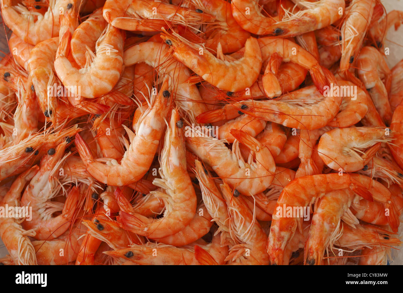 Langoustine lobster hires stock photography and images Alamy