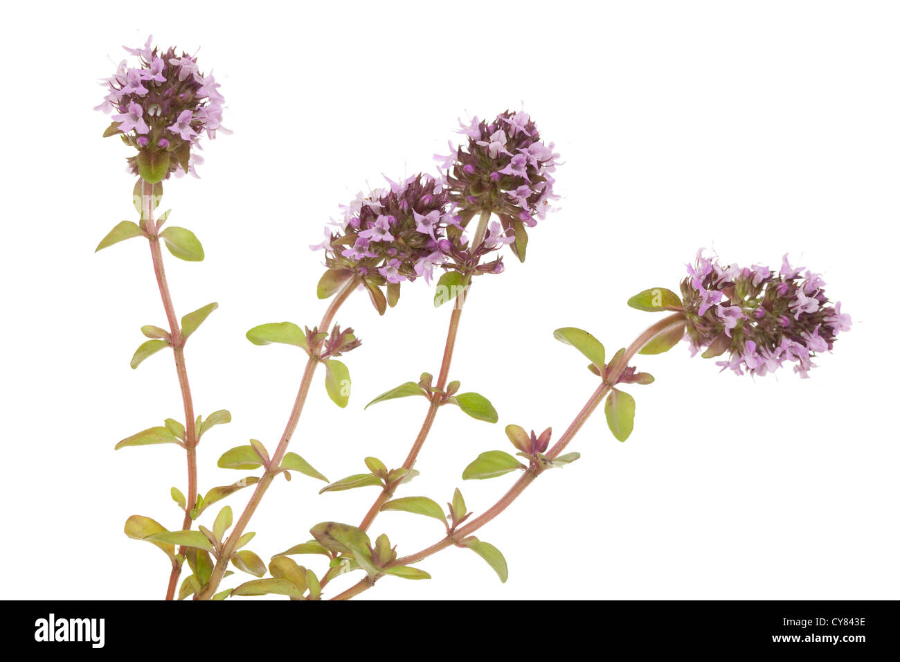purple little thyme (Thymus pulegioides) on white background Stock Photo
