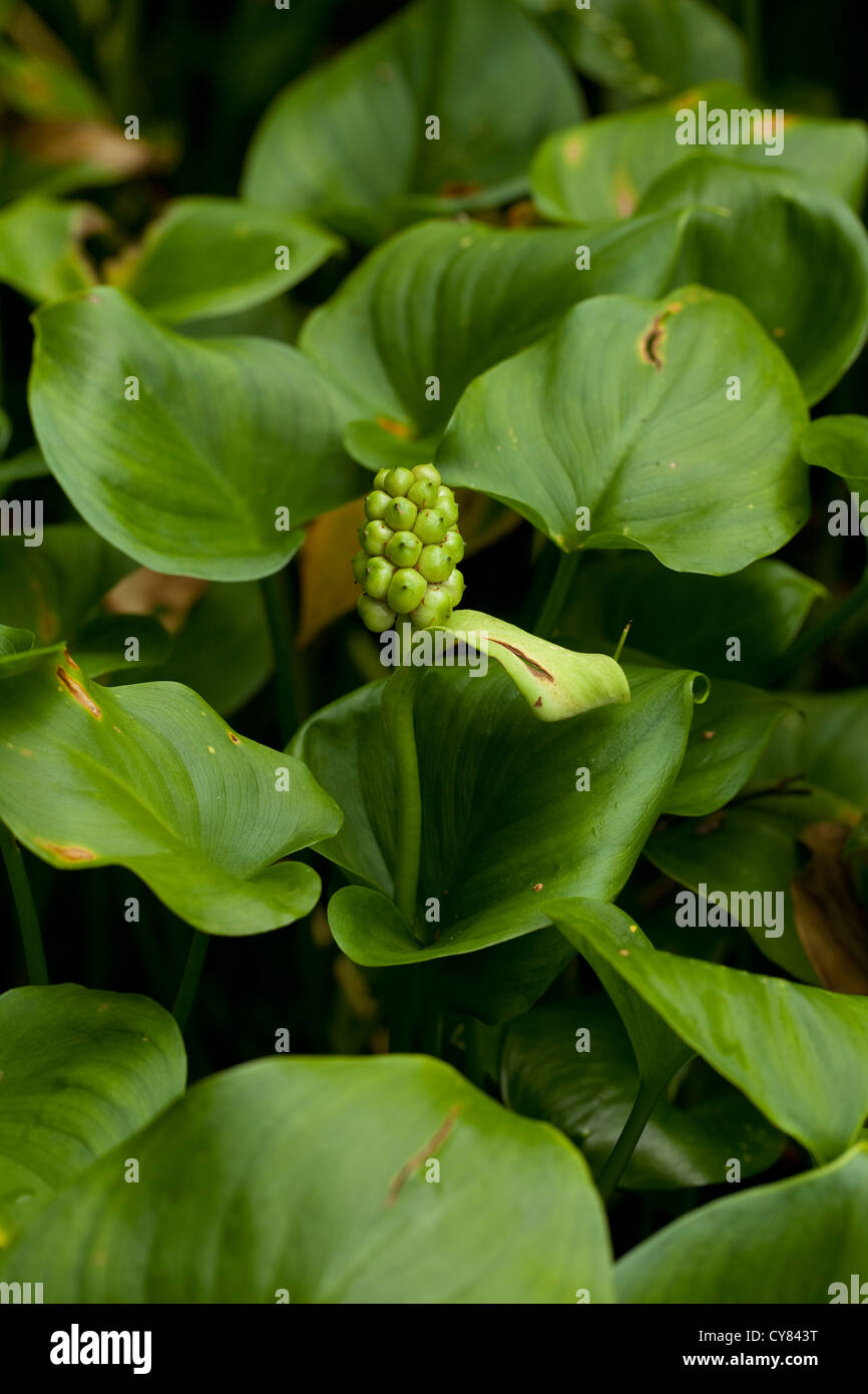 green flower (Calla palustris) with leaf grows on swamp Stock Photo