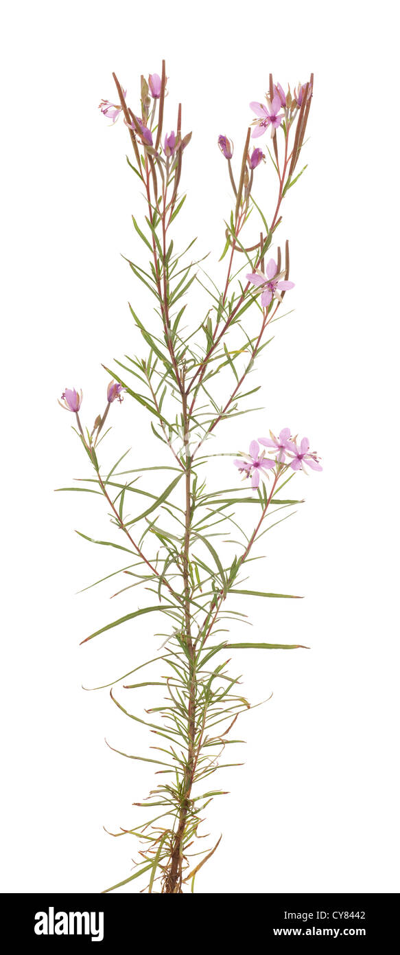 single plant Epilobium with pink flower on white Stock Photo