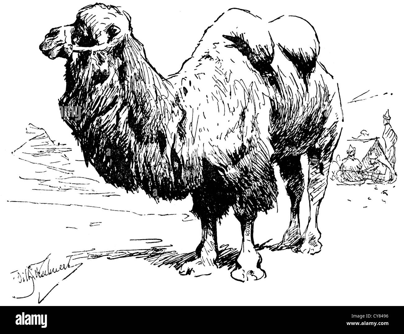 Bactrian camel Black and White Stock Photos & Images - Alamy