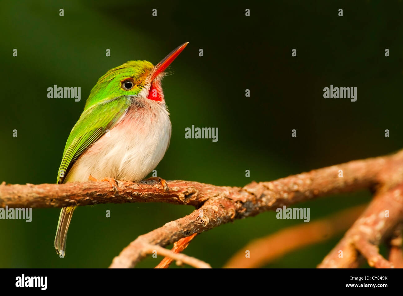 Cuban tody flycatcher (Todus multicolor), perched on branch looking right, Cuba, Caribbean Stock Photo