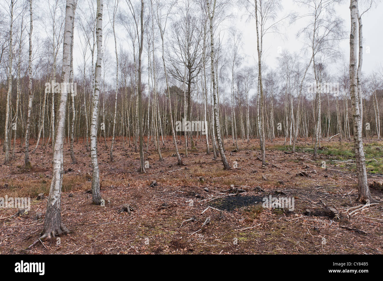 Succession of silver birch trees in densely populated woodland on peat ...