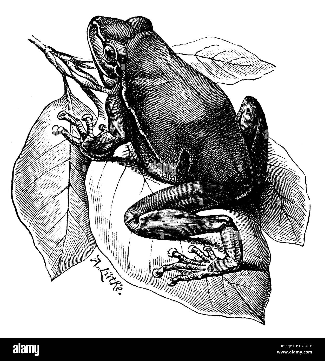 Engraving of tree frog hires stock photography and images Alamy