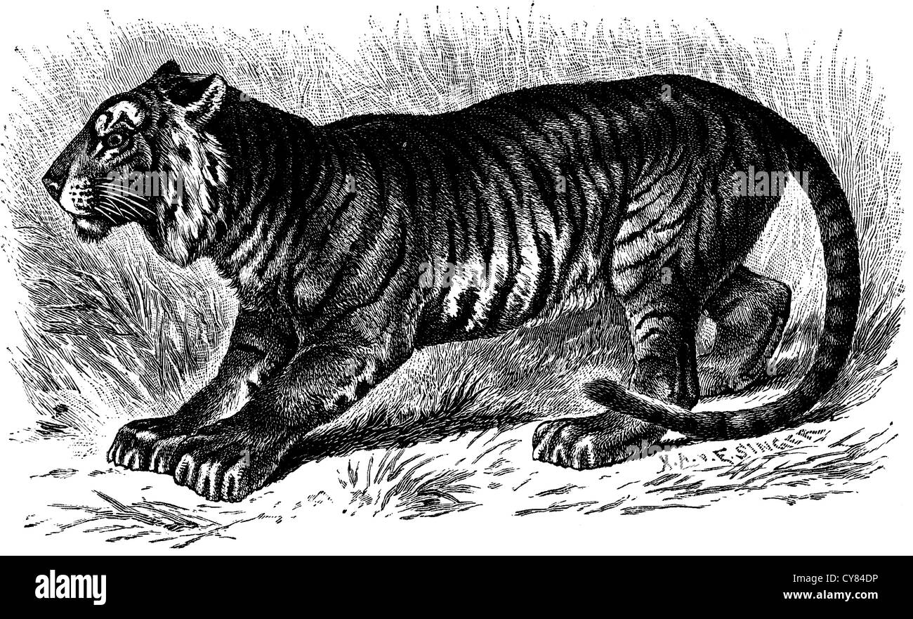 Engraving tiger bengal hi-res stock photography and images - Alamy