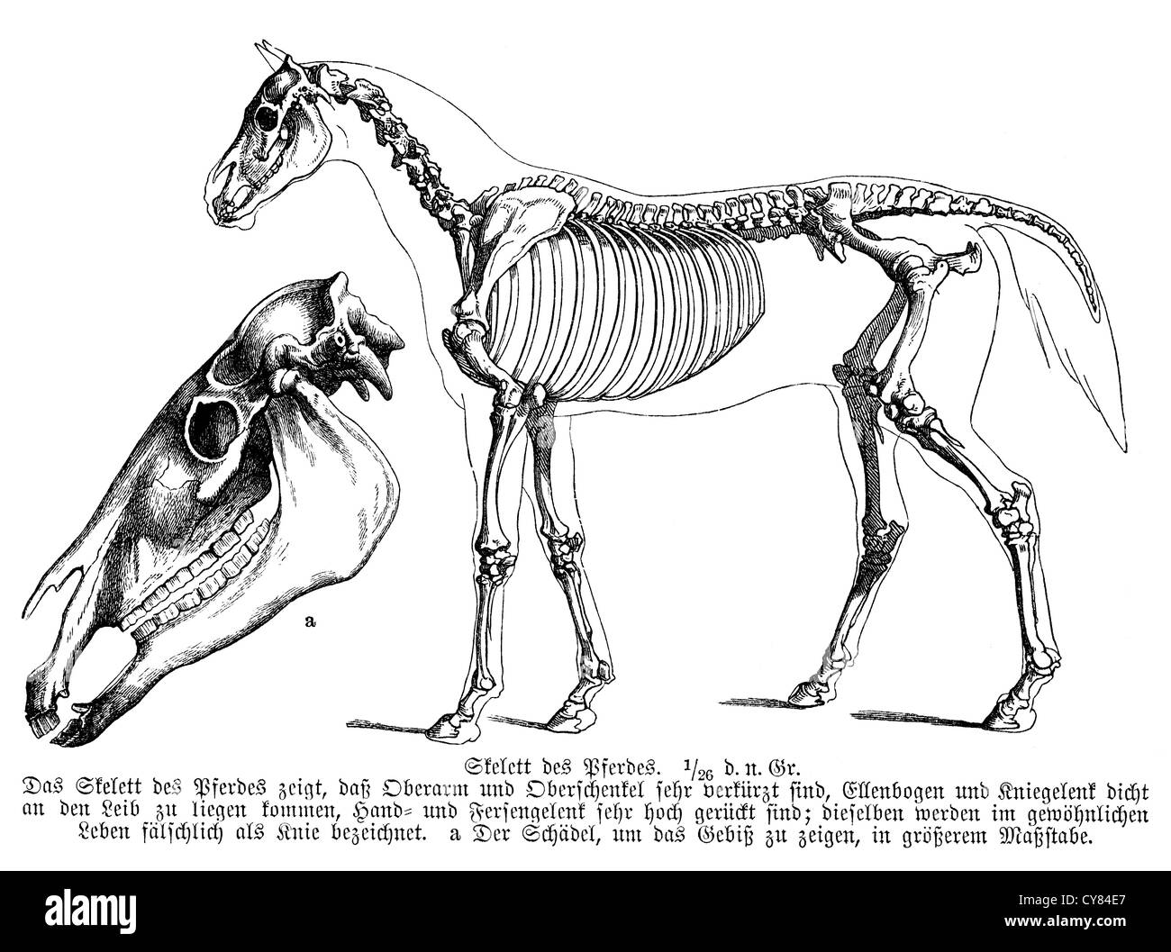 Horse Skeleton Engraving High Resolution Stock Photography and Images ...