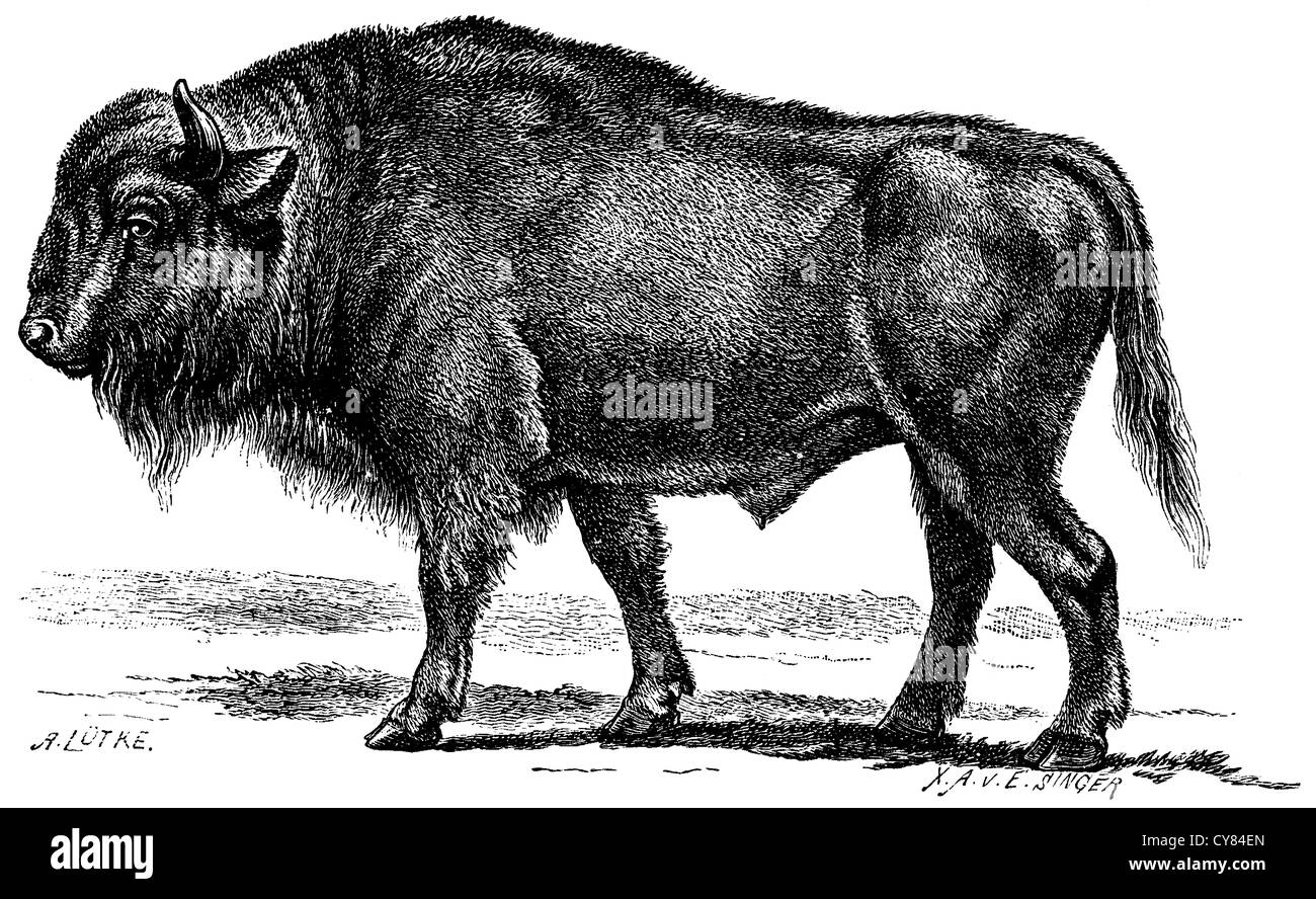 Bison, aurochs Stock Photo