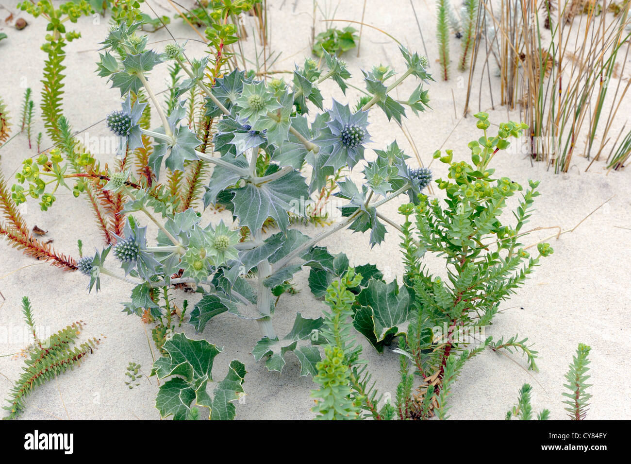 Sea Holly (Eryngium maritinum) grows in white sand with Sea Spurge