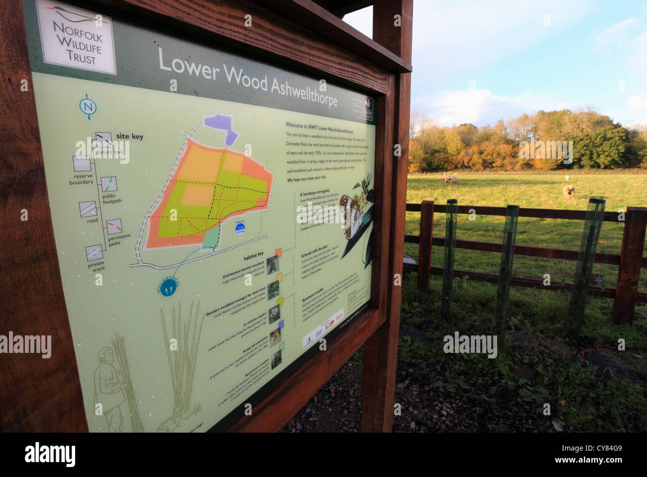 Information board at Lower Wood, Ashwellthorpe. One of the first UK sites confirmed to be affected by Ash Dieback disease. Stock Photo