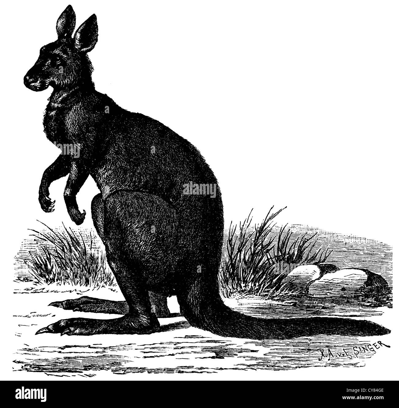 Eastern Grey Kangaroo Stock Photo - Alamy