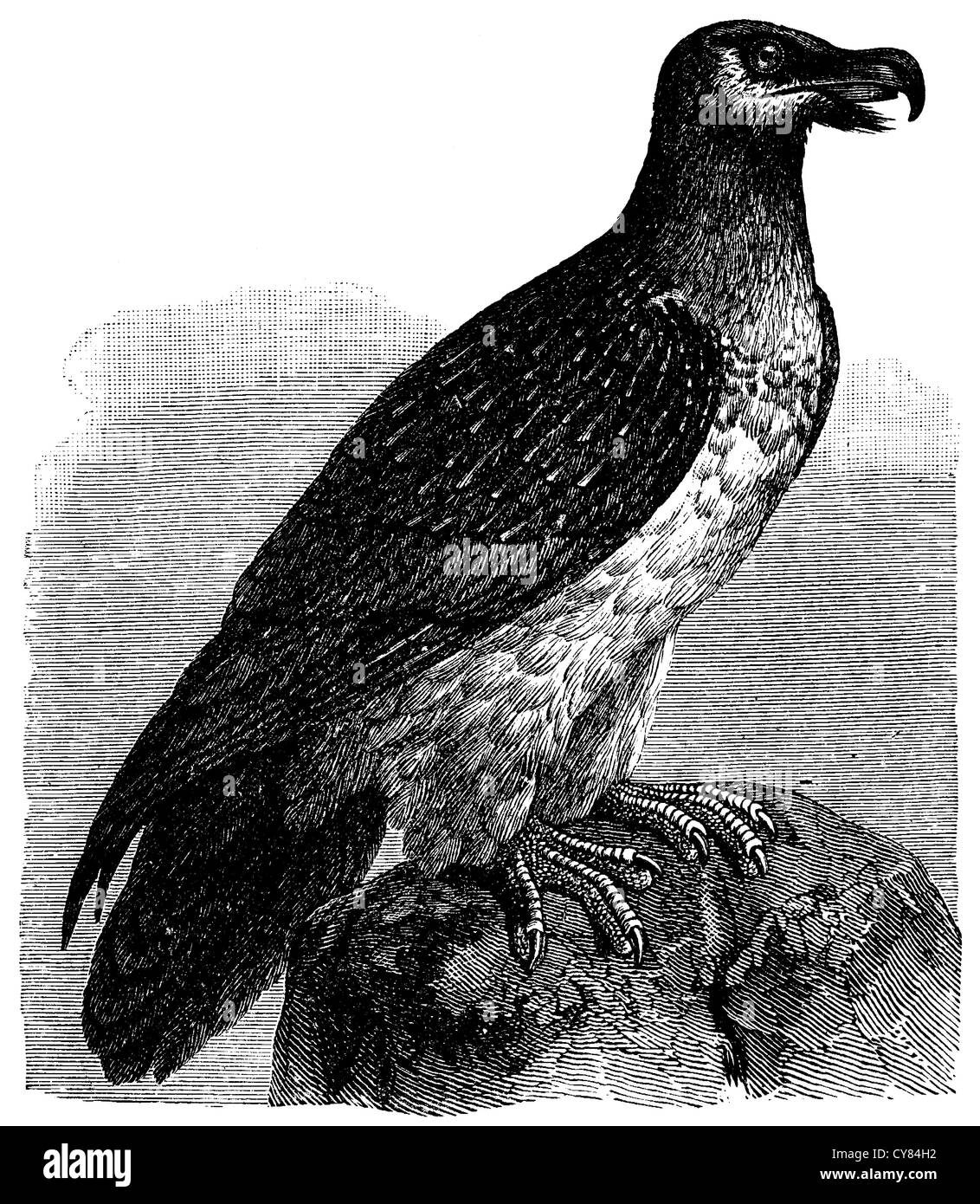 Bearded vulture Stock Photo