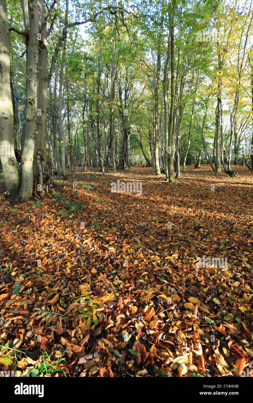 Lower Wood, Ashwellthorpe. One of the first UK sites confirmed to be affected by Ash Dieback disease. Stock Photo