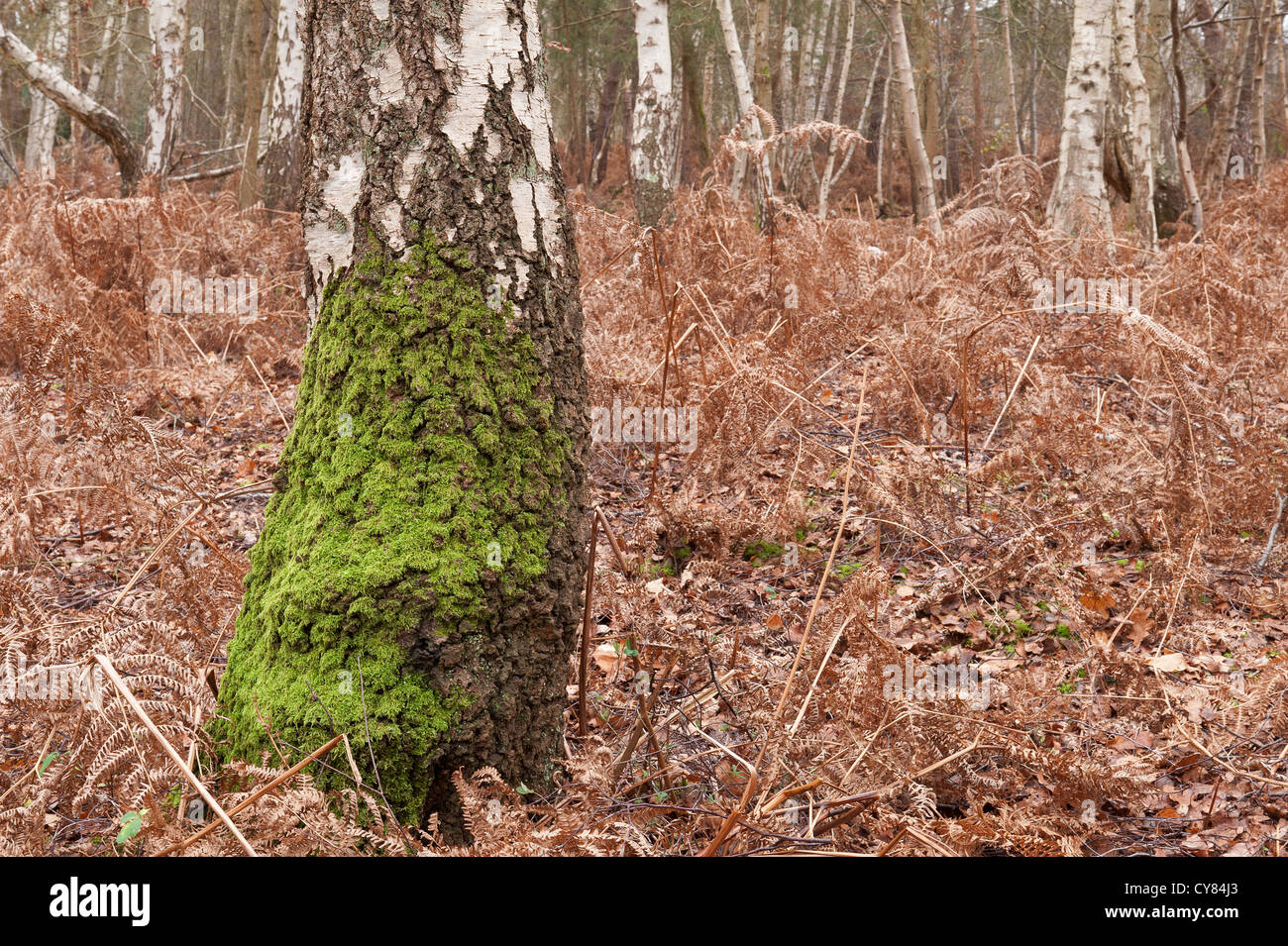 Eurhynchium praelongum colonization of mature birch tree sapling in woodland by common moss bracken undergrowth Stock Photo