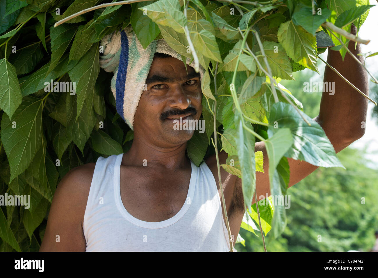 Indian silk farmer carrying mulberry branches and leaves on his head in a rural indian village. Andhra Pradesh, India Stock Photo