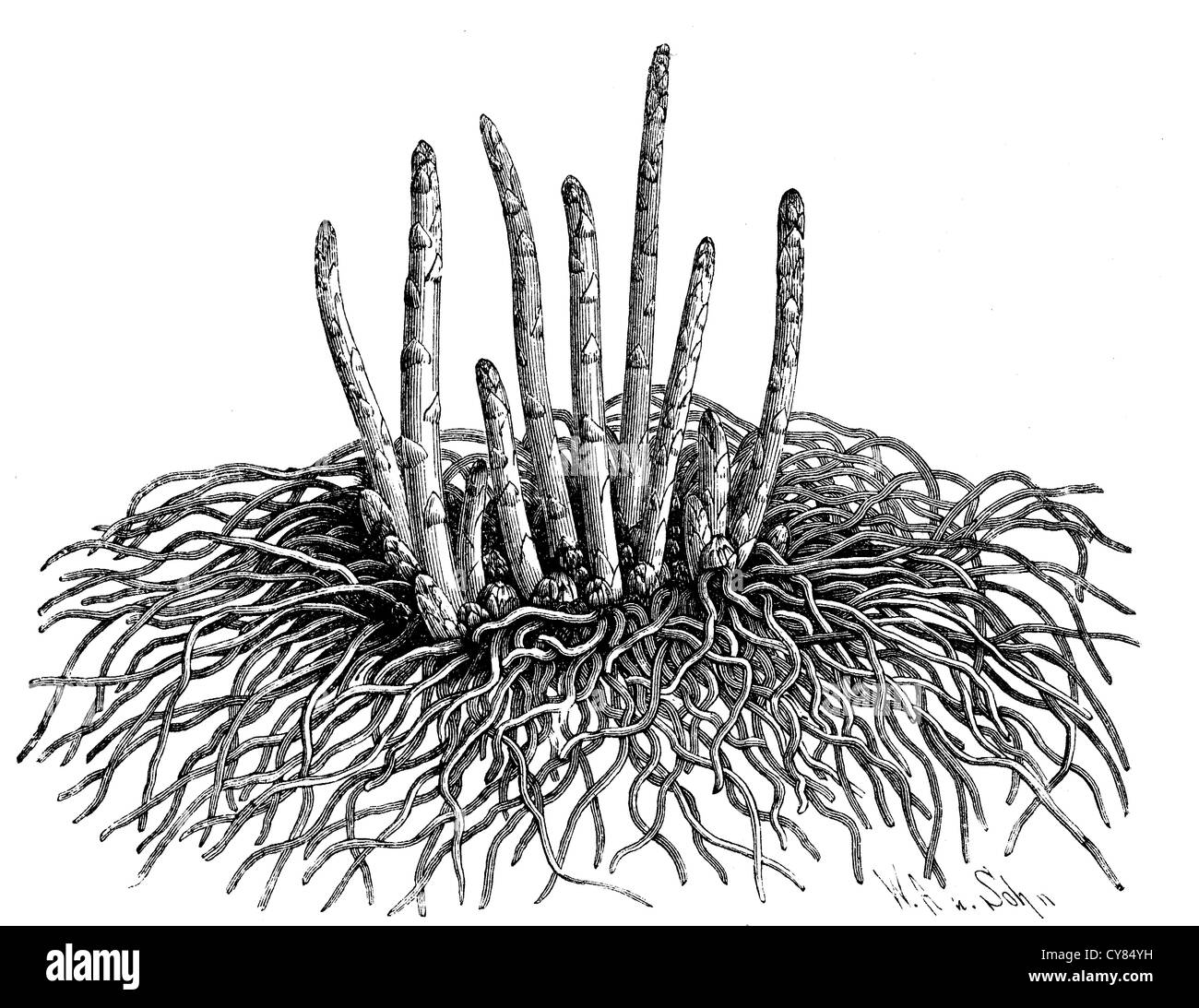 Asparagus roots hires stock photography and images Alamy