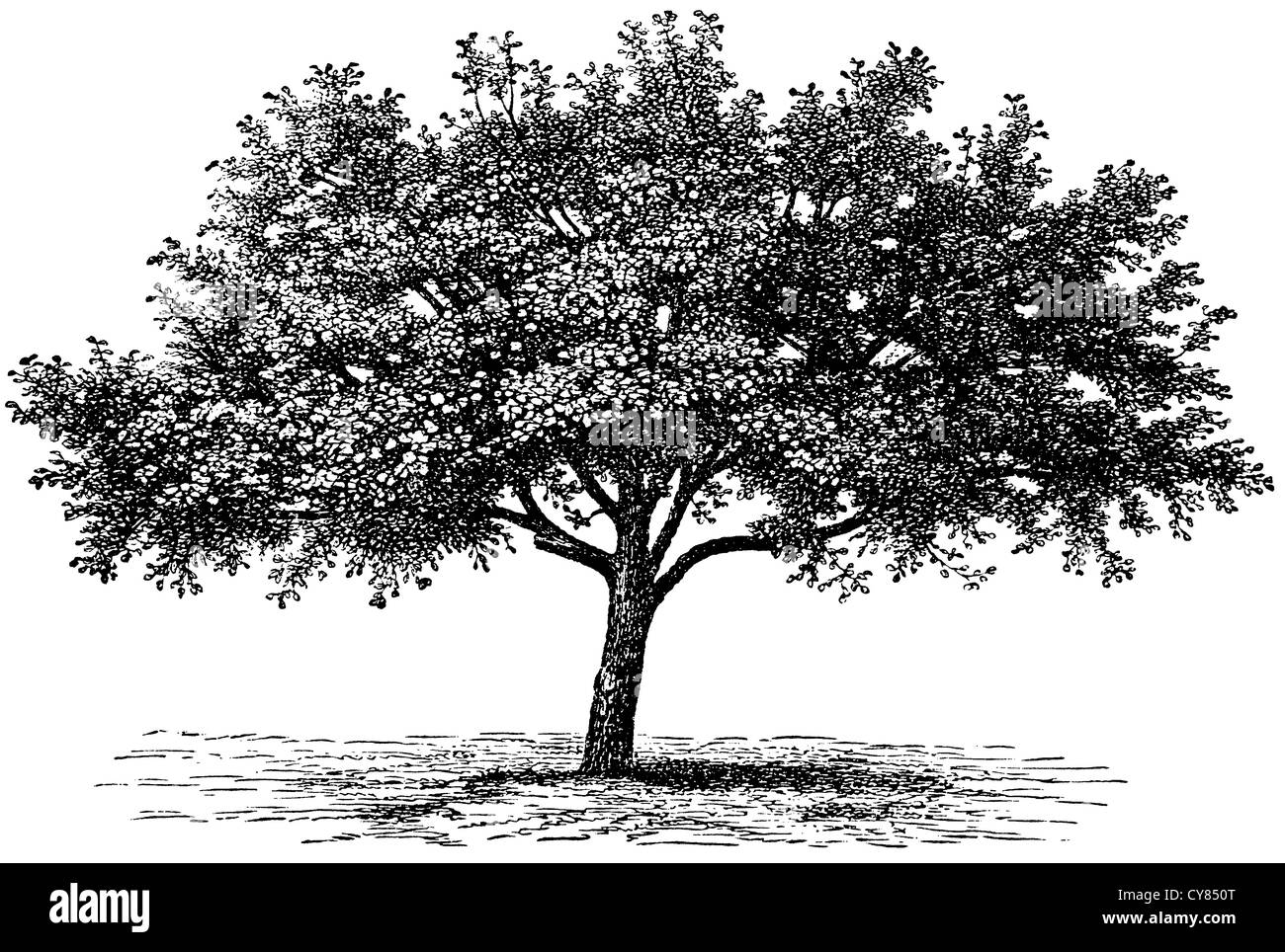 Apple Tree Woodcut Black And White Stock Photos Images Alamy Apple Tree Woodcut Black And White Stock Photos Images Alamy