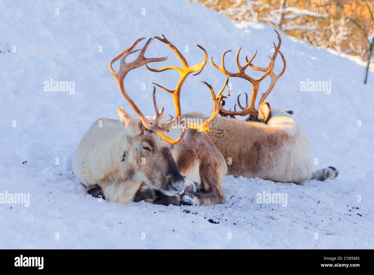 Two reindeer lying in the snow Stock Photo
