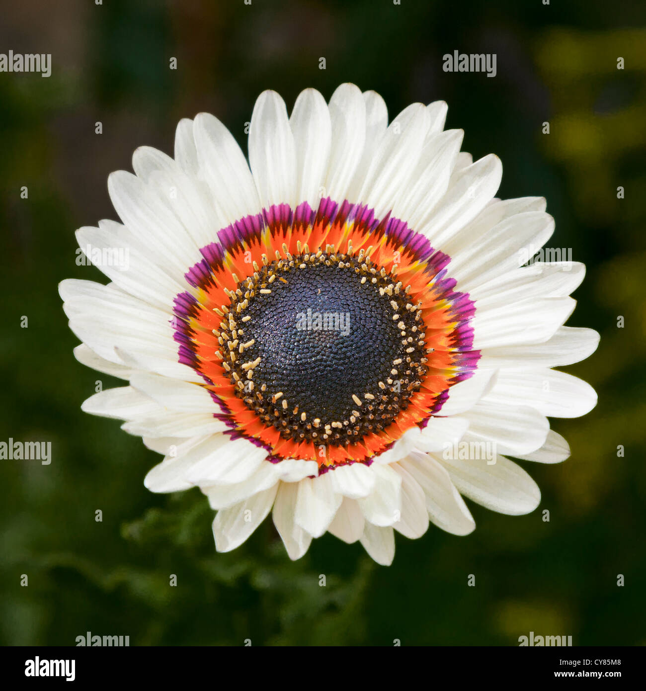 Chrysanthemum carinatum ,painted daisy Stock Photo