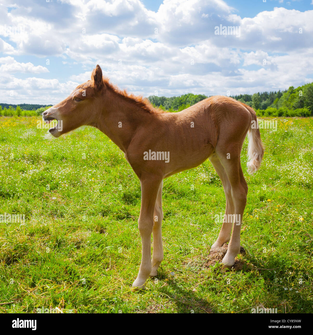 Exhausted horse hires stock photography and images Alamy