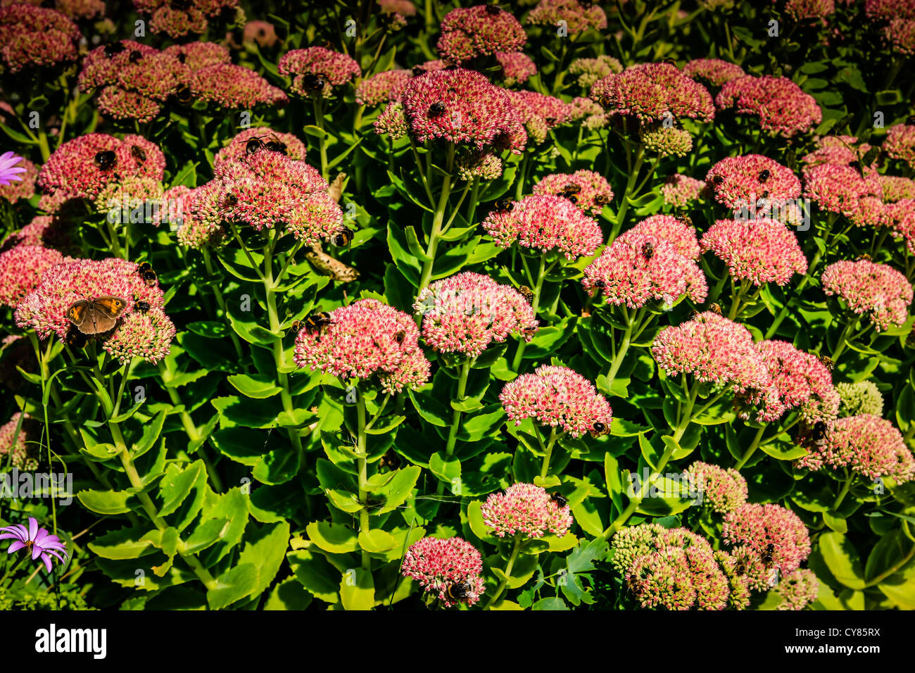 Sedum or Stonecrop flowers covered with honey bees Stock Photo