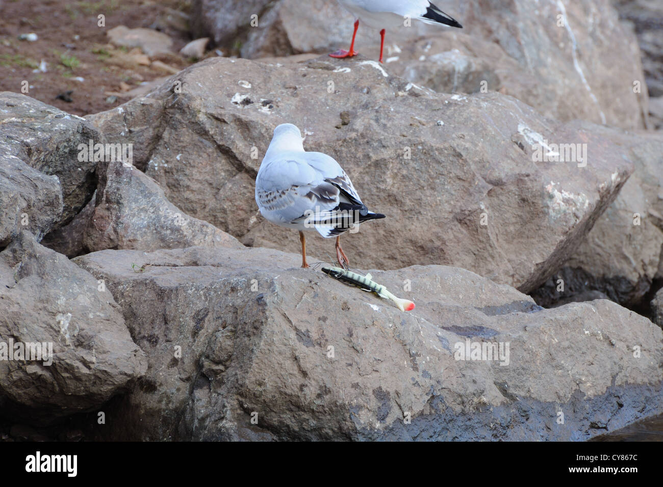 A gull lands on a rock complete with large fishing hook entangled round its right leg. Stock Photo