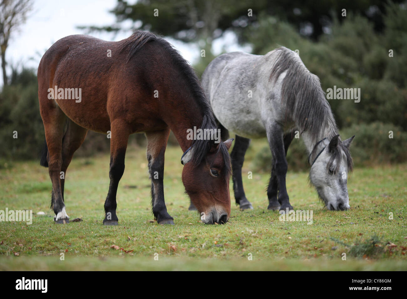 New Forest ponies grazing near Lyndhurst, Hampshire. Picture by James ...