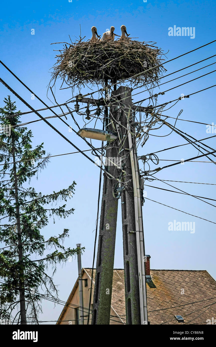 Giant Stork birds nesting on top of an electricity pole in Polgardi