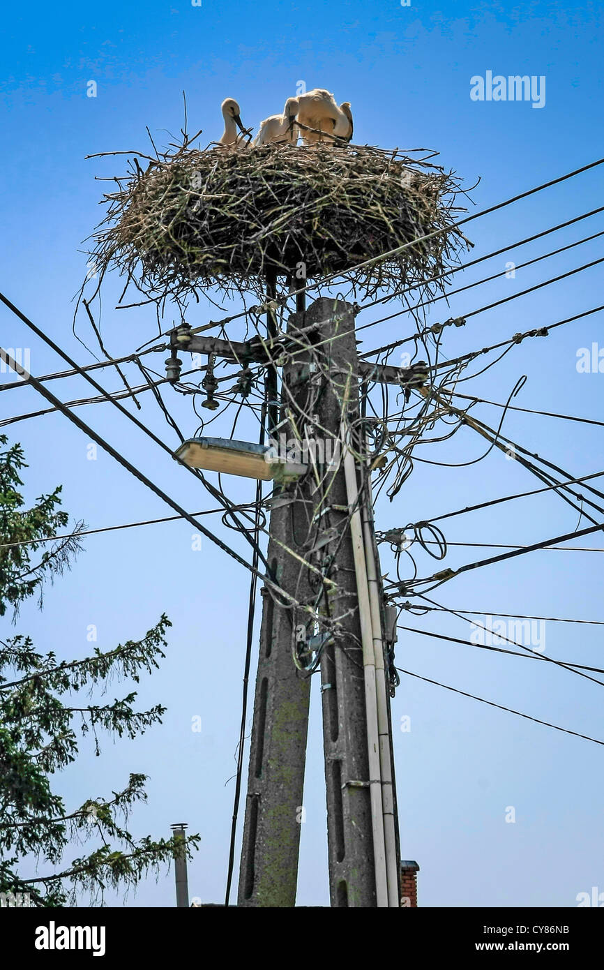 Giant Stork birds nesting on top of an electricity pole in PolgÃ¡rdi, Hungary Stock Photo Alamy