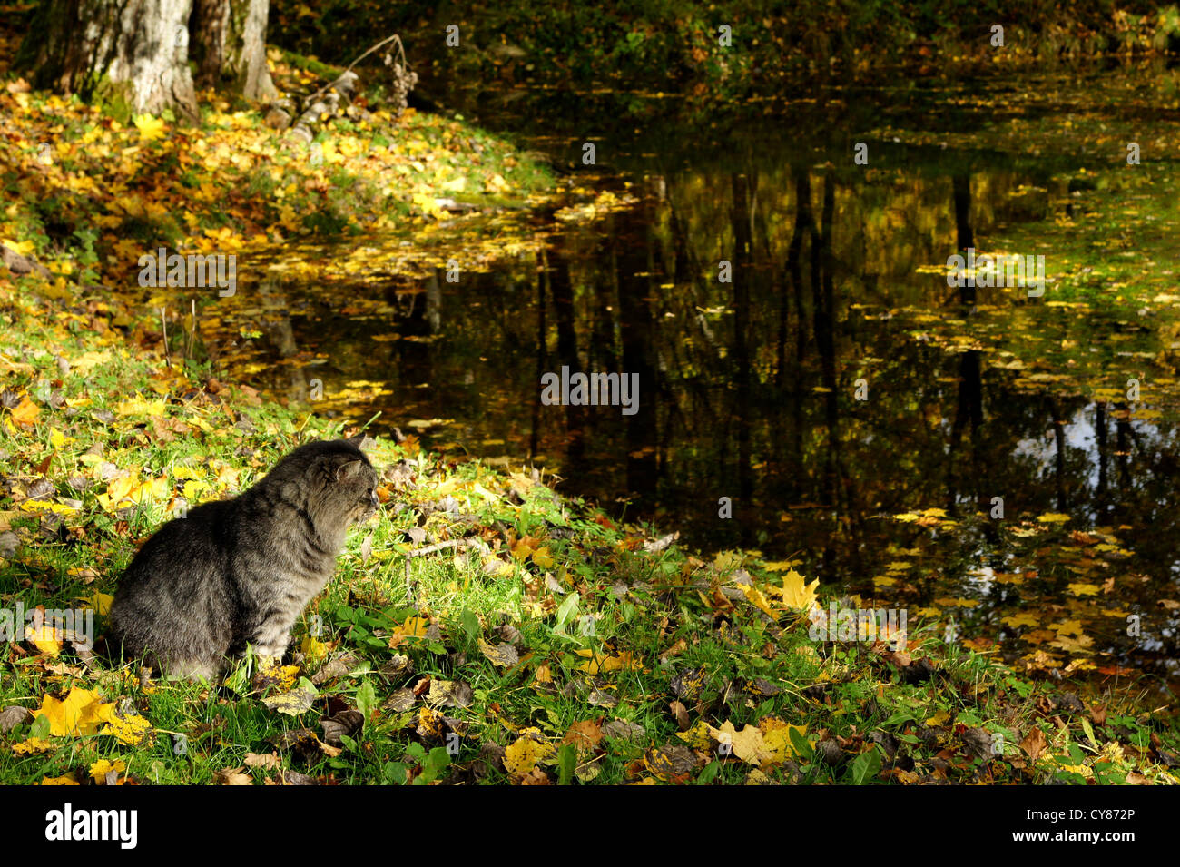 The grey cat sits on coast of a pond Stock Photo