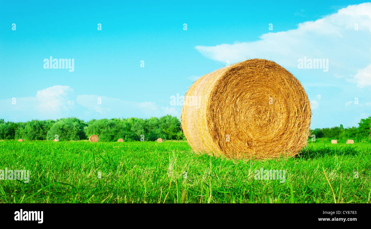 Hay bale on farmland Stock Photo