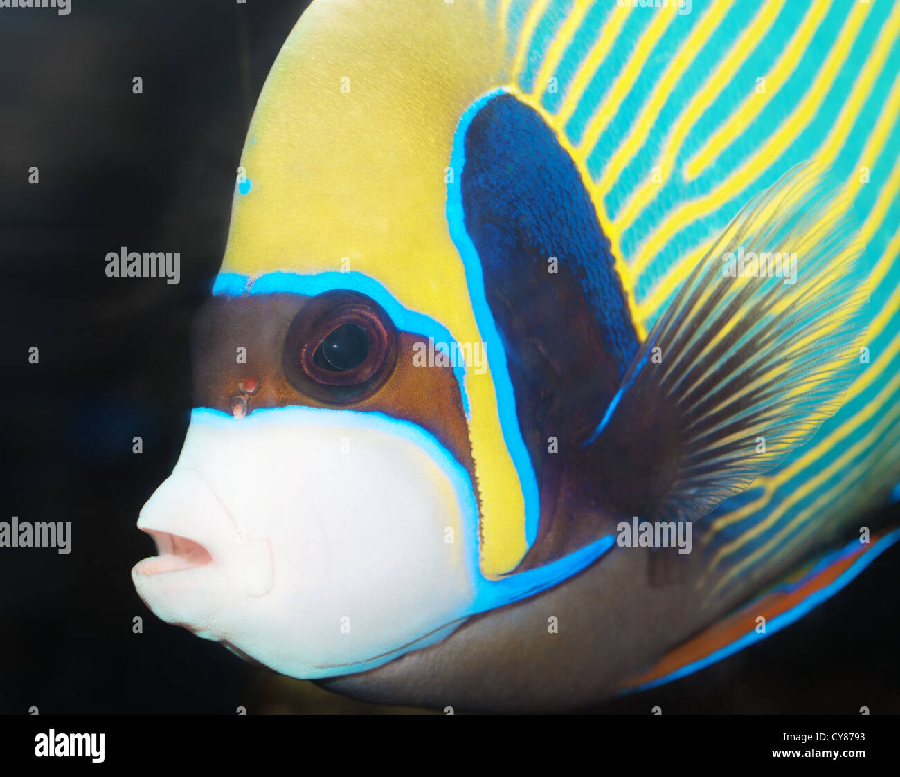 Emperor Angelfish closeup (Pomacanthus imperator Stock Photo - Alamy