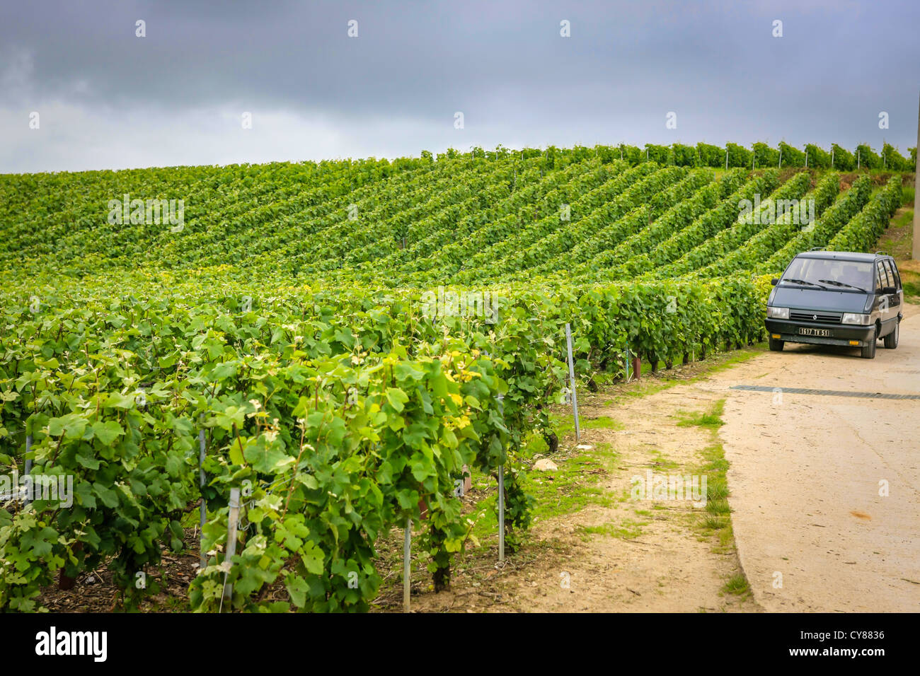 Champagne grape vines in the Reims area of France Stock Photo 51198426