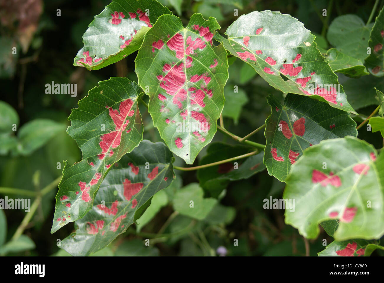leaf Photographed in Uganda, Kibale National Park Stock Photo