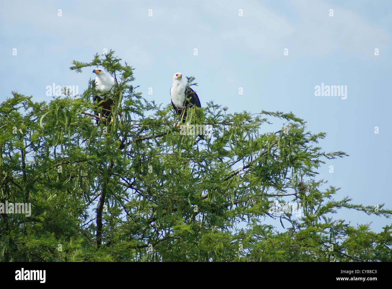 African Fish Eagles, Haliaeetus vocifer on a tree Photographed in Uganda, Kazinga Channel Stock Photo
