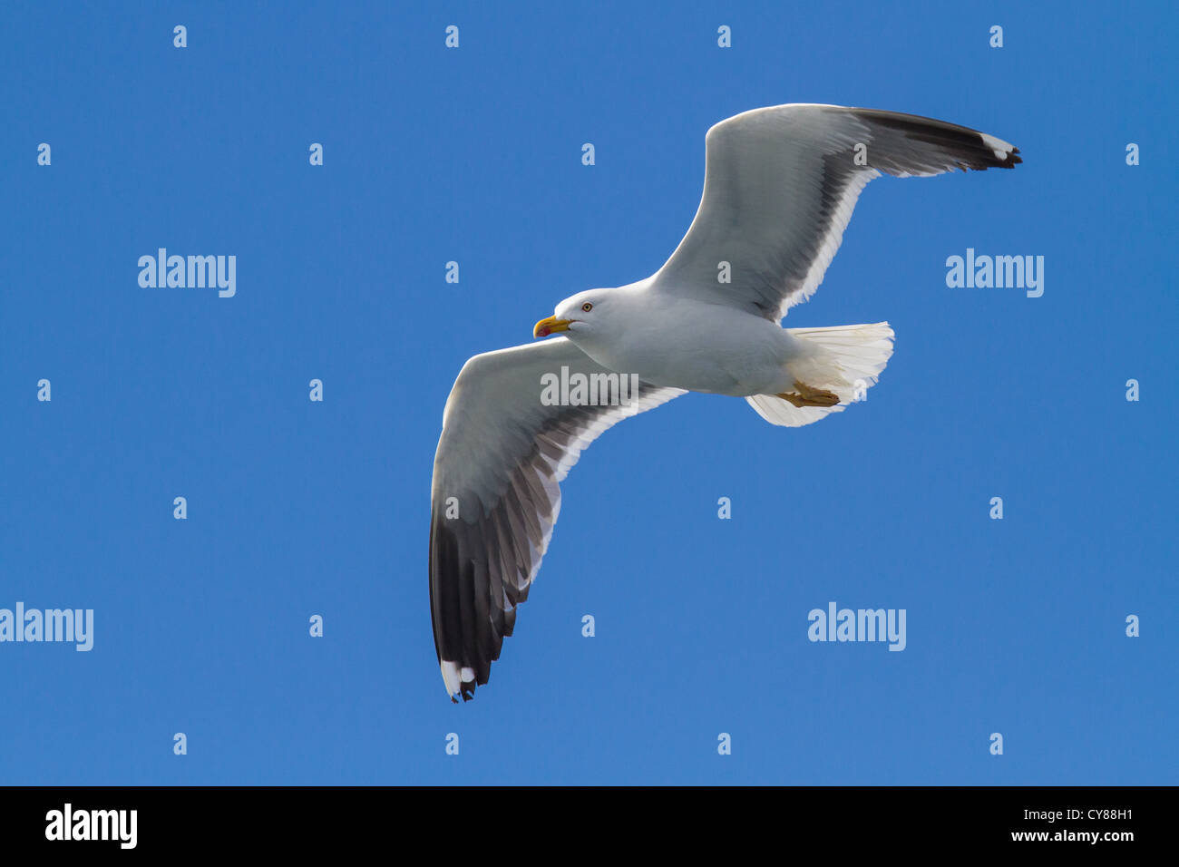 Adult Lesser Black-backed Gull (Larus fuscus) in flight, Isles of Scilly Stock Photo