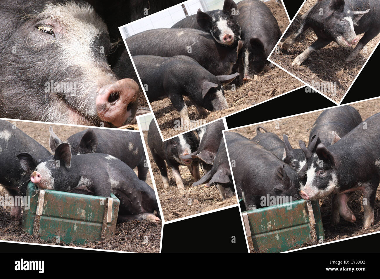 Pigs Like Life Stock Photo