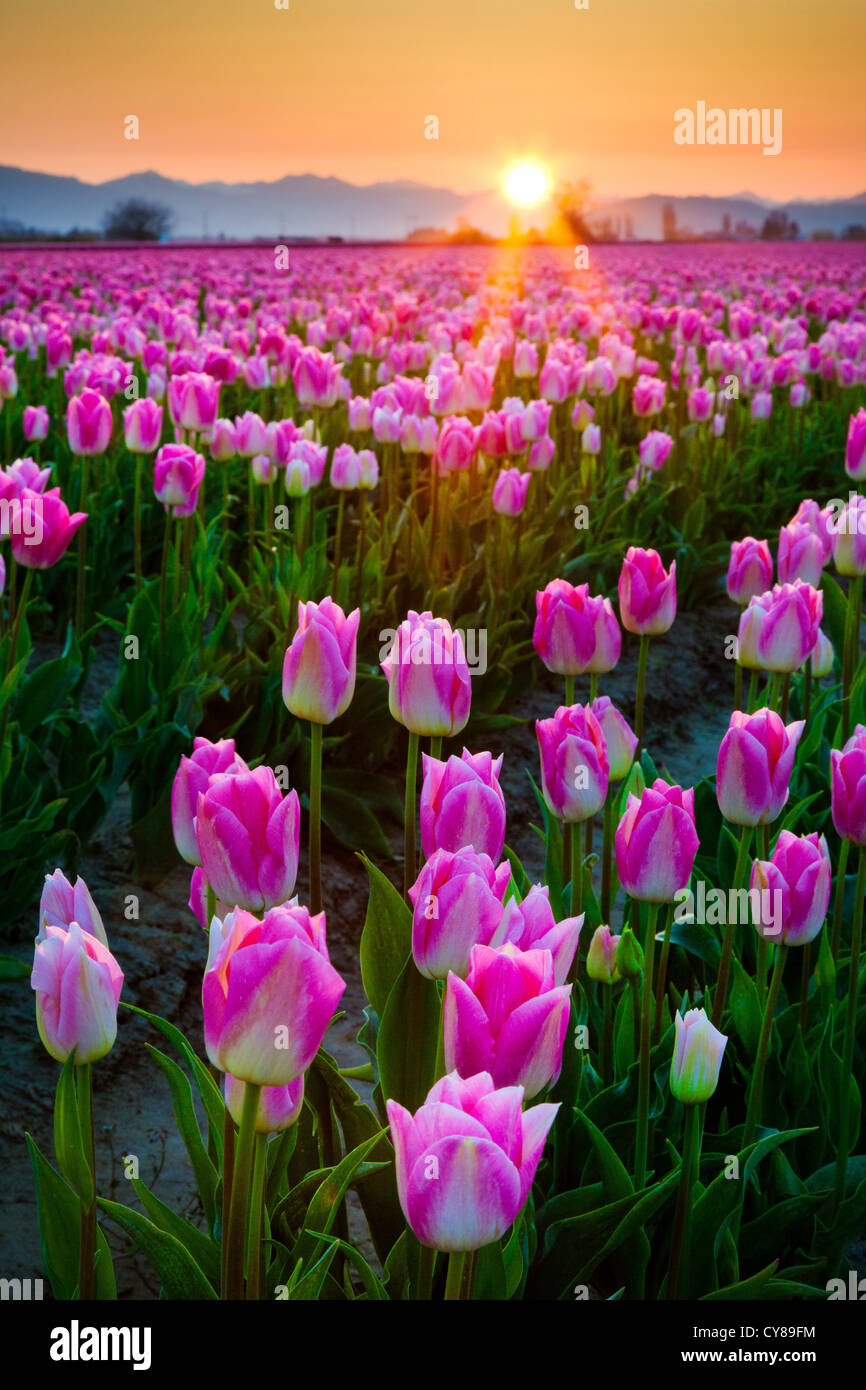 Tulip fields at sunrise in Skagit Valley in Mount Vernon, Washington, during the annual tulip festival Stock Photo