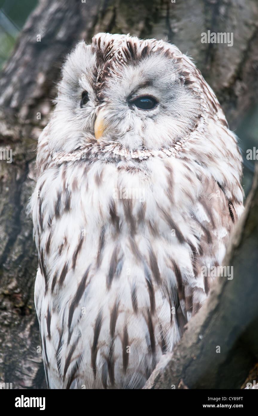 young cute snow owl (lat. Bubo scandiacus) captive Stock Photo