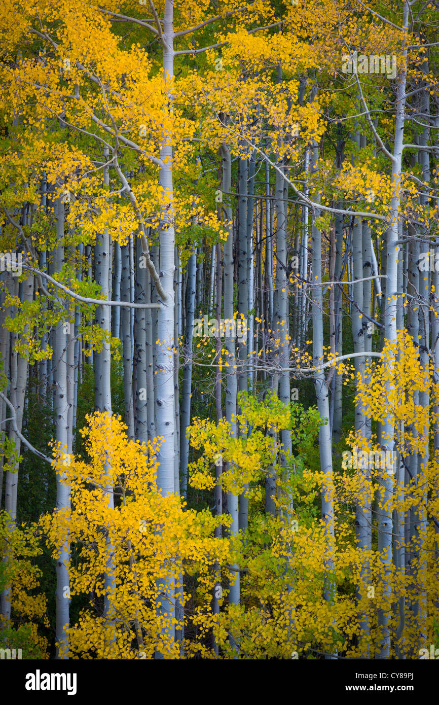 Aspens grove in the San Juan mountains of Colorado Stock Photo
