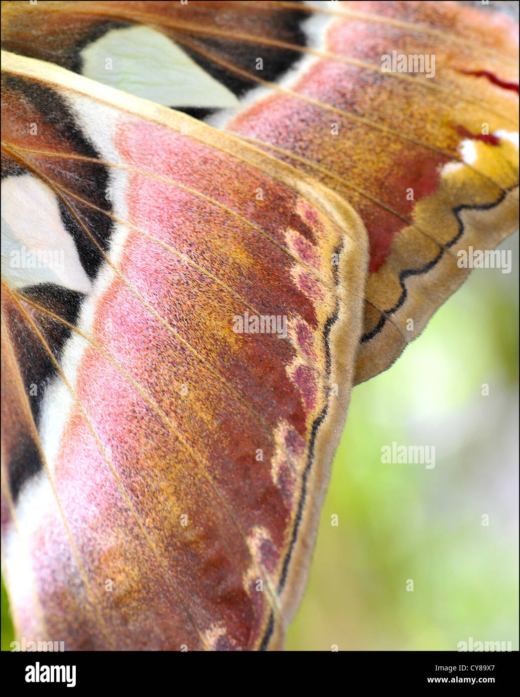 The Atlas moth (Attacus atlas) is a large saturniid moth found in the tropical and subtropical forests of Southeast Asia, Stock Photo