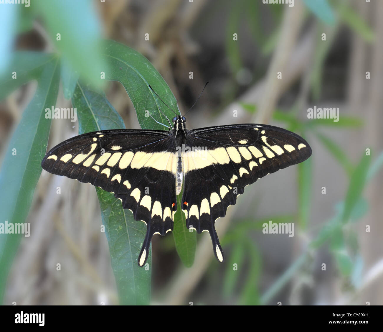 a black swallowtail butterfly Stock Photo